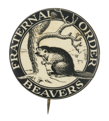 Fraternal Order Beavers Beavers Button Museum