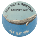 Gray Whale Migration Event Button Museum